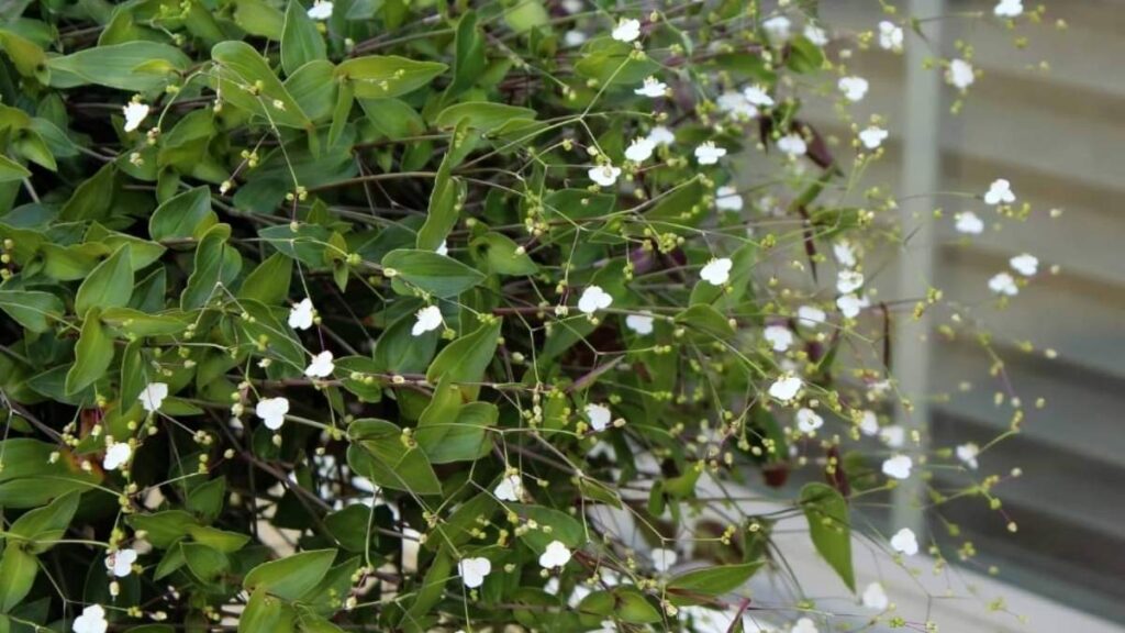 Bridal Veil Plant: Cascading Houseplant with Delicate White Blooms - The Trendy Time