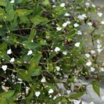Bridal Veil Plant: Cascading Houseplant with Delicate White Blooms - The Trendy Time